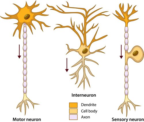 Types of neuron function.jpeg