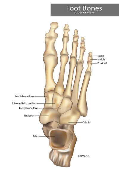File:Bigstock Image -Anatomy Bones Of The Foot -ID 404217734.jpg