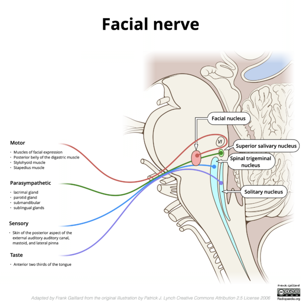 File:Facial nerve-and-brainstem-nuclei.png