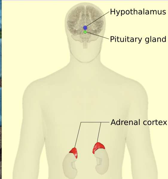 File:HPA axis.png