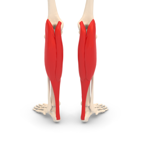 File:Gastrocnemius posterior view.png