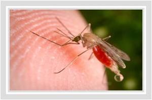 Mosquito3.jpg