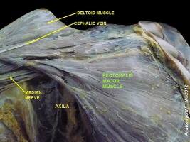 Pectoralis muscle.jpg