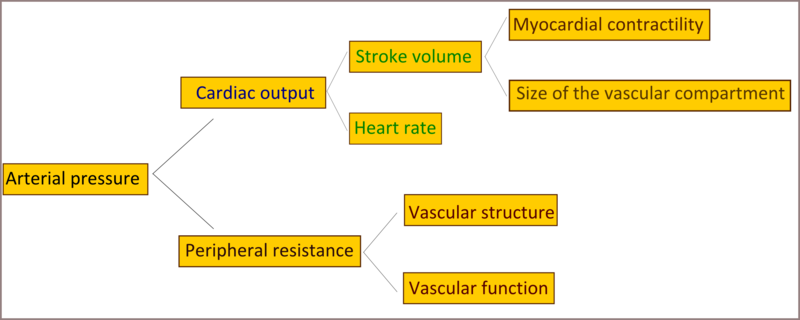 File:Arterial pressure diagram.png
