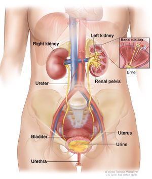 Kidney anatomy.jpg