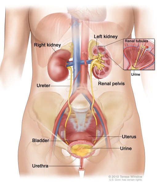 File:Kidney anatomy.jpg