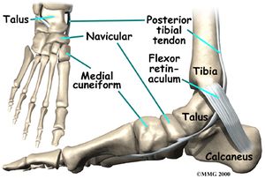 Navicular Bone.