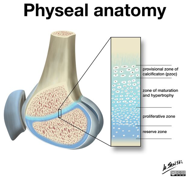 File:Physeal-anatomy-illustration.jpeg