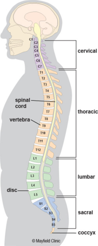 Spinal anatomy showing regions of the spine