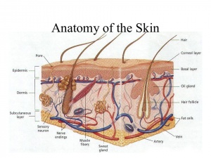 Anatomy+of+the+Skin.jpg