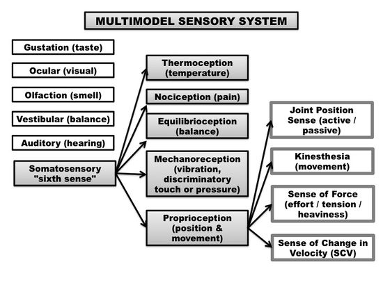 characteristics of sensation