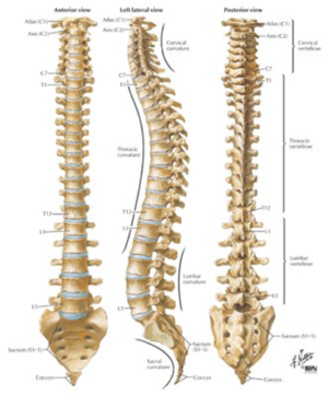 Thoracic Spine.png