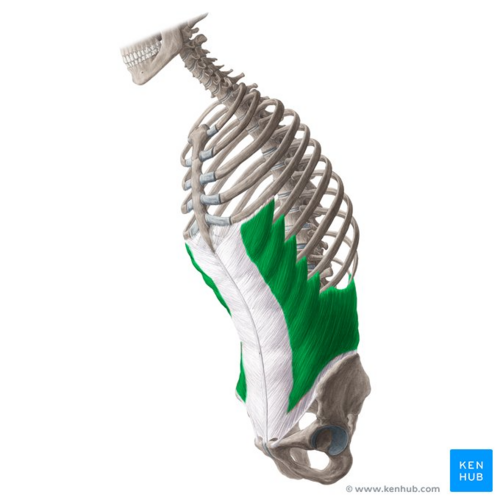 External abdominal oblique muscle (highlighted in green) - anterolateral view