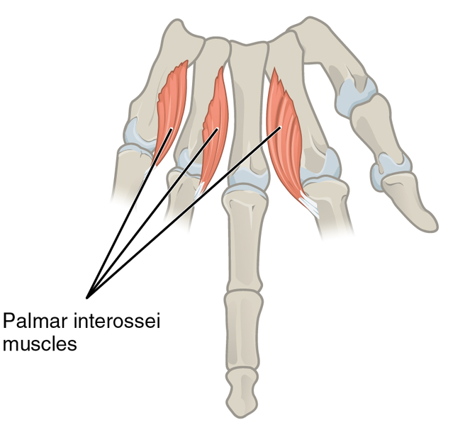 File:Intrinsic Muscles of the Hand PIL.png