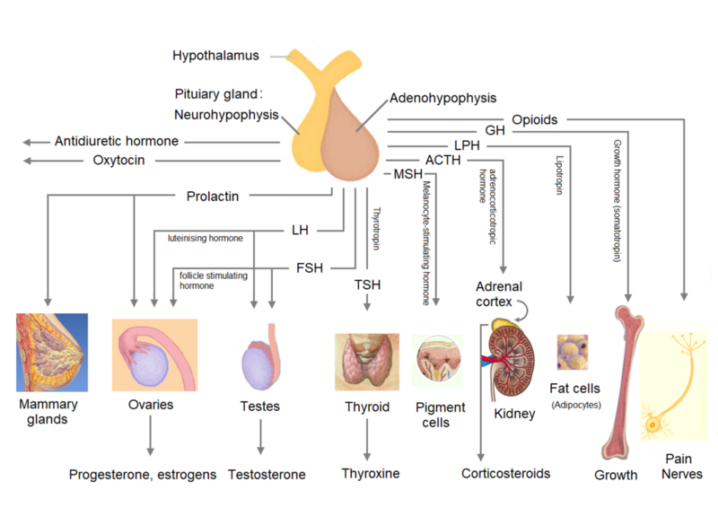 File:Pituiary gland - regulatory hormones.png
