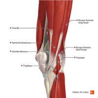 Intermediate muscles of the knee posteromedial aspect Primal.png