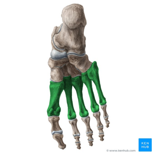 Metatarsal bones of the foot (highlighted in green) - inferior view