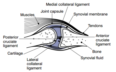 Synovial features.png