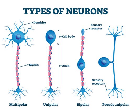 Types of neuron structures.jpeg