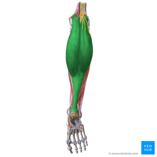 Gastrocnemius muscle (highlighted in green) - posterior view