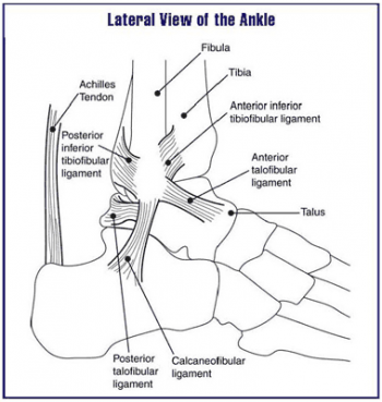 Lateral view of ankle.PNG
