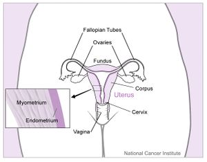 Uterus and nearby organs.jpeg