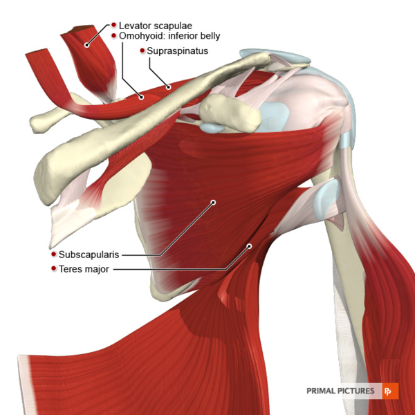 File:Muscles of the scapular region anterior aspect Primal.png