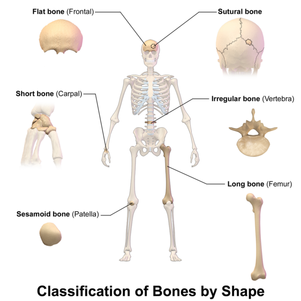 File:Bone Classification.png