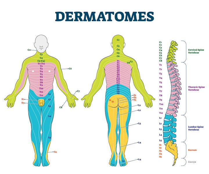 File:Dermatomes for Thoracic Spine Course.jpg