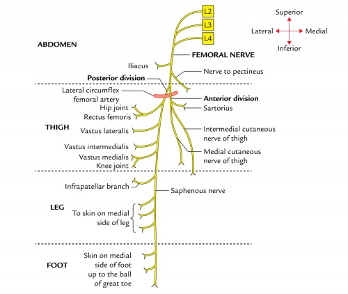 Femoral-nerve-branches.jpg