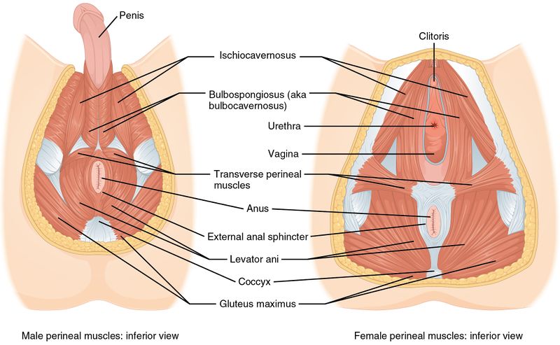 File:Muscle of the Perineum.jpg