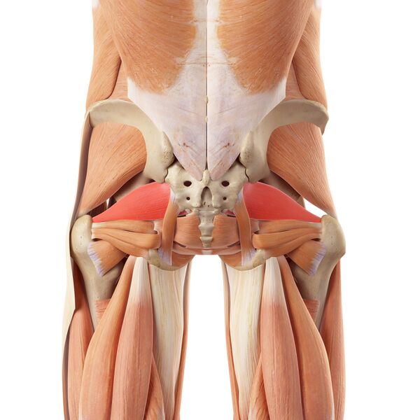 File:Posterior muscles of back and hips, piriformis.jpeg
