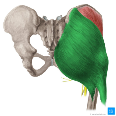 Gluteus maximus muscle - posterior view