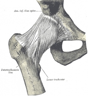 Anterior view of the right hip joint.