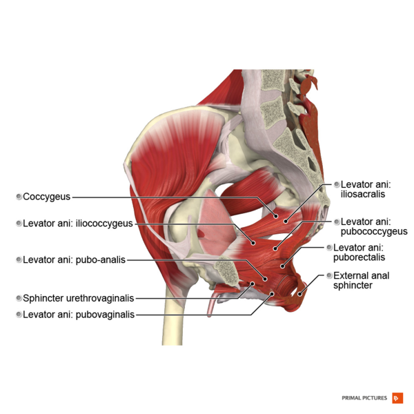 File:Muscles of the pelvic diaphragm Primal.png