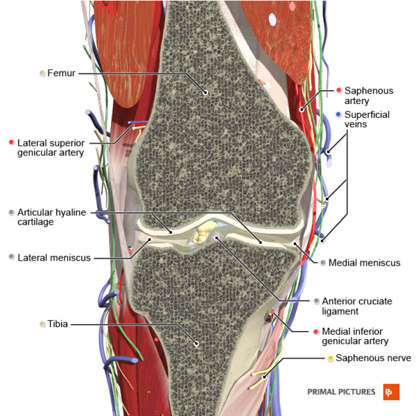 File:Coronal section of the knee joint 1 Primal.png