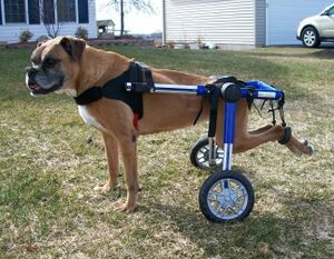Dog Wheelchair.jpeg