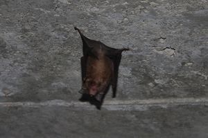Rufous Horseshoe Bat (Rhinolophus rouxii) (6105947614).jpg