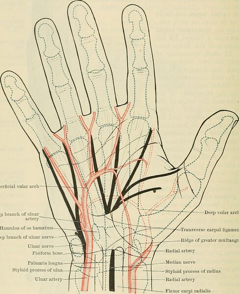 File:Hand vascular arches.jpg