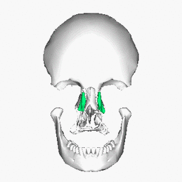 https://commons.wikimedia.org/wiki/File:Lacrimal_bone_-_animation4.gif