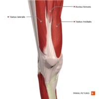 Muscles of the knee anterior aspect Primal.png