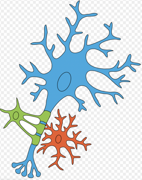 File:Glial cells.png