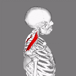 https://www.physio-pedia.com/images/thumb/a/a1/Levator_scapulae_muscle_animation_small2.gif/250px-Levator_scapulae_muscle_animation_small2.gif