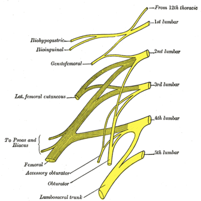 cervical plexus - Draw it to Know it - Neuroanatomy Tutorial 