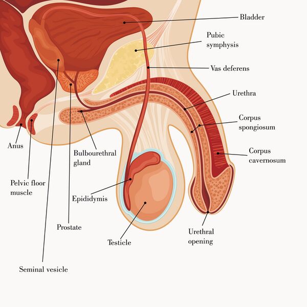 File:Male urogenital system, sagittal view.jpeg