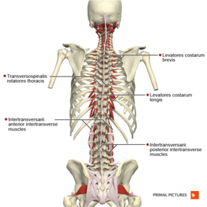 the spinal cord serves as the major passageway for