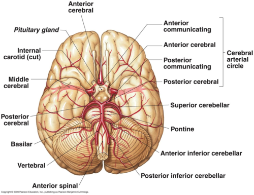 Brain Anatomy - Physiopedia