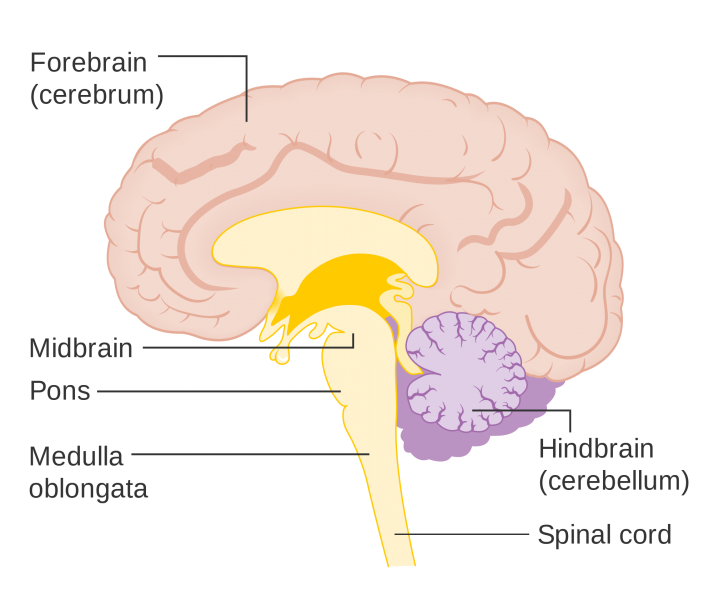 File:Diagram showing the brain stem which includes the medulla oblongata, the pons and the midbrain (2) CRUK 294.png