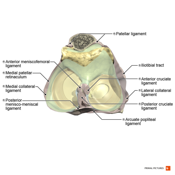 File:Ligaments of the knee joint superior aspect Primal.png
