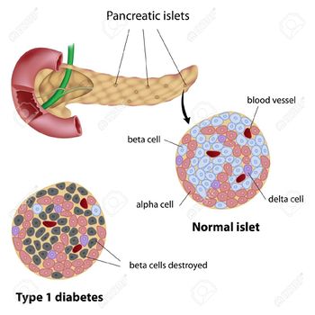 Pancreas.jpg